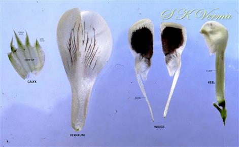  Floral parts